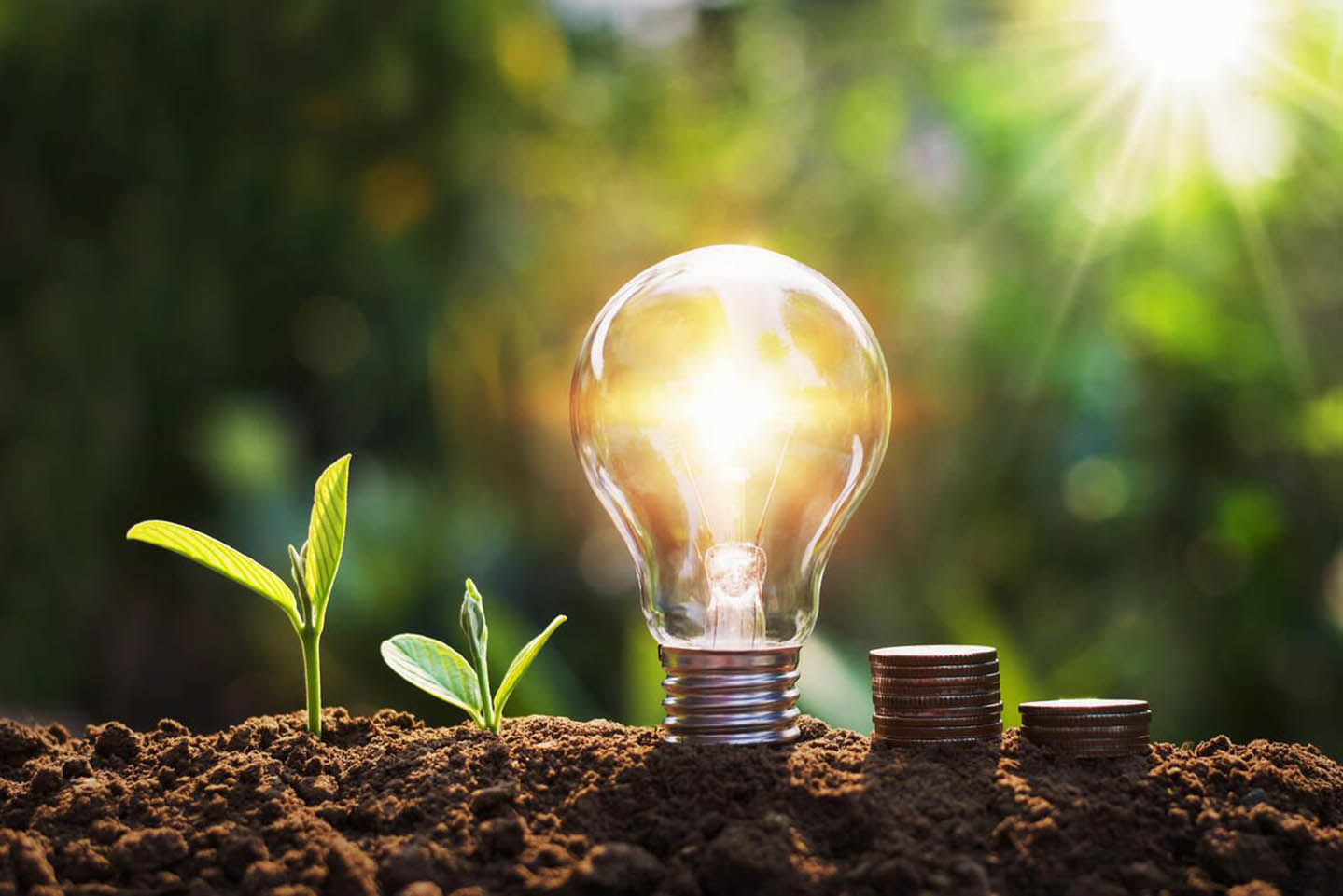 Energiesparen: Tipps für ein umweltbewusstes Leben von morgens bis abends
